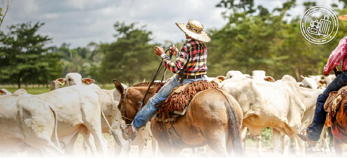 Vuela al Festival mundial del Arraigo Llanero en Yopal del 22 al 27 de julio del 2026