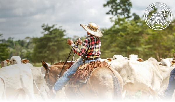 Vuela al Festival mundial del Arraigo Llanero en Yopal del 22 al 27 de julio del 2026