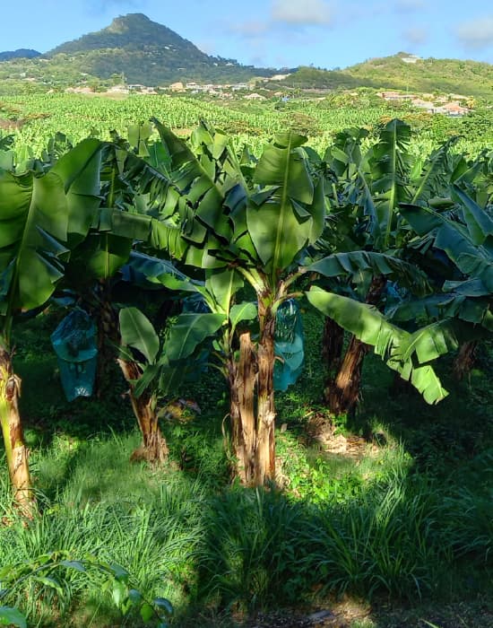 Imagen de referencia ruta BOG-APO