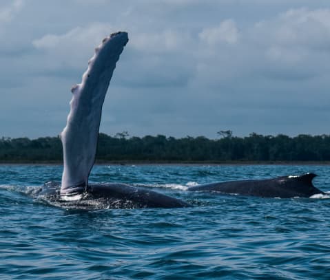 Aleta de una ballena