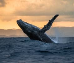 Paisaje de Bahía solano