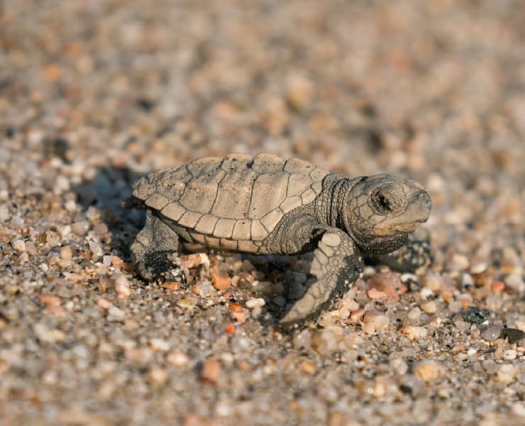 Paisaje Buenaventura 3