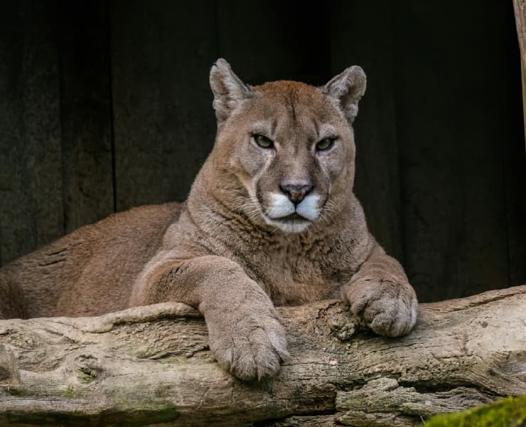 Paisaje Villagarzón 3