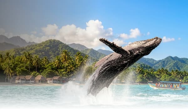 Las ballenas están llegando al Pacífico colombiano. ¡No te lo pierdas!