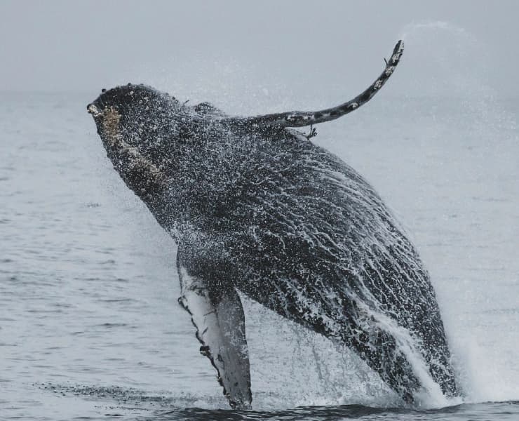 Planes en Bahía Solano
